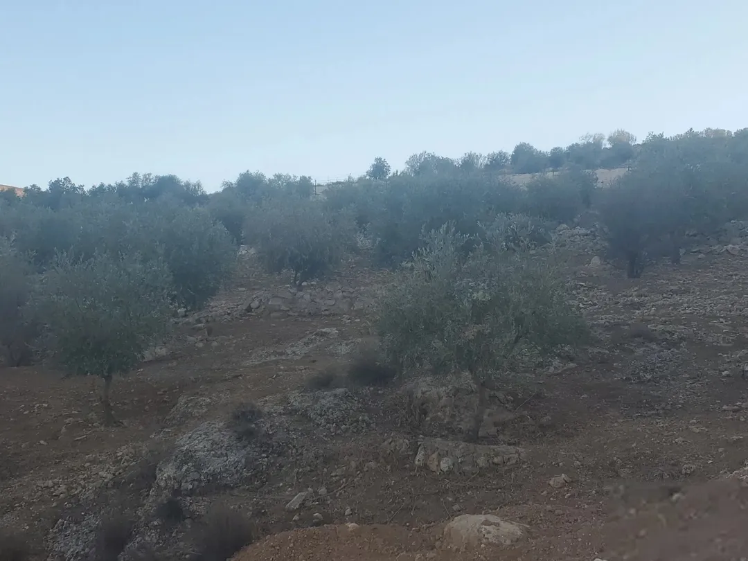 قطع أراضي استثمارية فريدة مطلة على وادي جرن بالقرب من شفا بدران مزروعة بكروم زيتون مثمرة وتطل على منظر خلاب