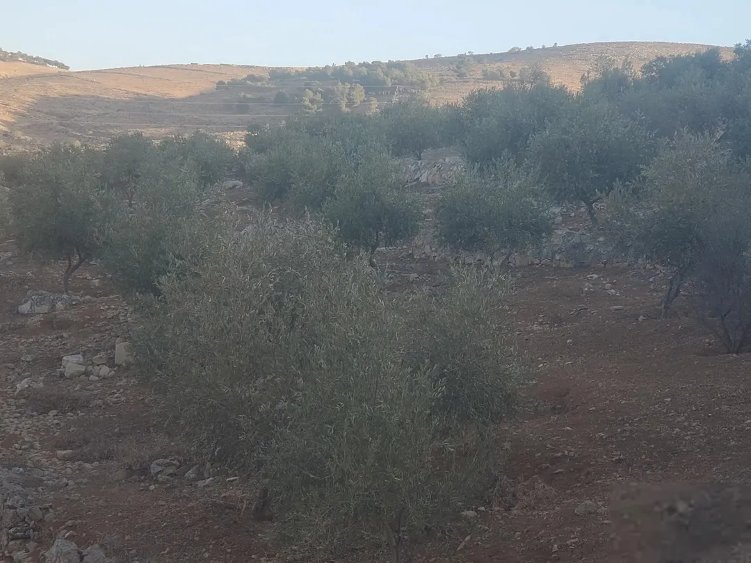 قطع أراضي استثمارية فريدة مطلة على وادي جرن بالقرب من شفا بدران مزروعة بكروم زيتون مثمرة وتطل على منظر خلاب
