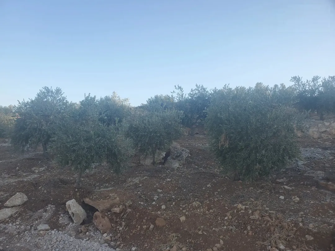 قطع أراضي استثمارية فريدة مطلة على وادي جرن بالقرب من شفا بدران مزروعة بكروم زيتون مثمرة وتطل على منظر خلاب