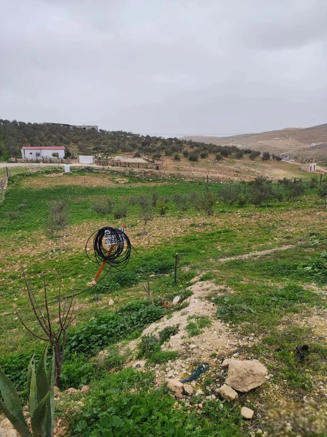 مزرعة زراعية مميزة للبيع في بلعما، المفرق