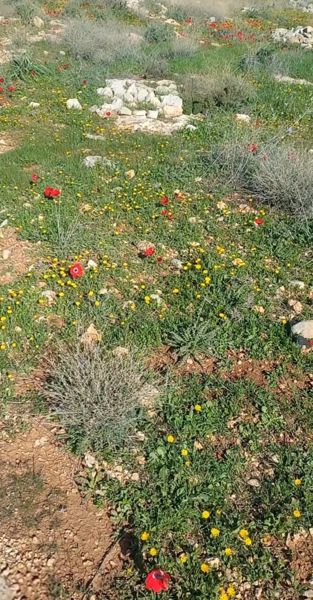 أرض زراعية مميزة للبيع في منطقة دحل – المفرق