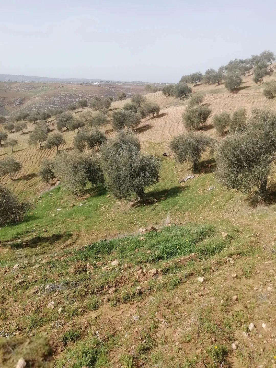 أرض زراعية مميزة للبيع في السلط