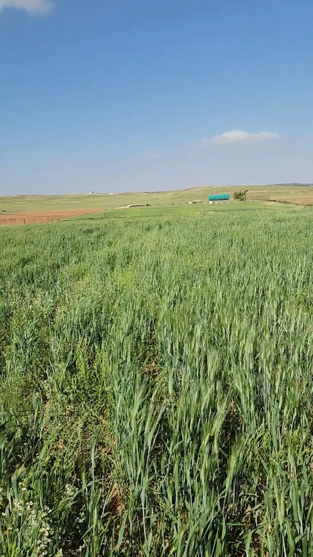 أرض زراعية مميزة للبيع في بلعما – المفرق