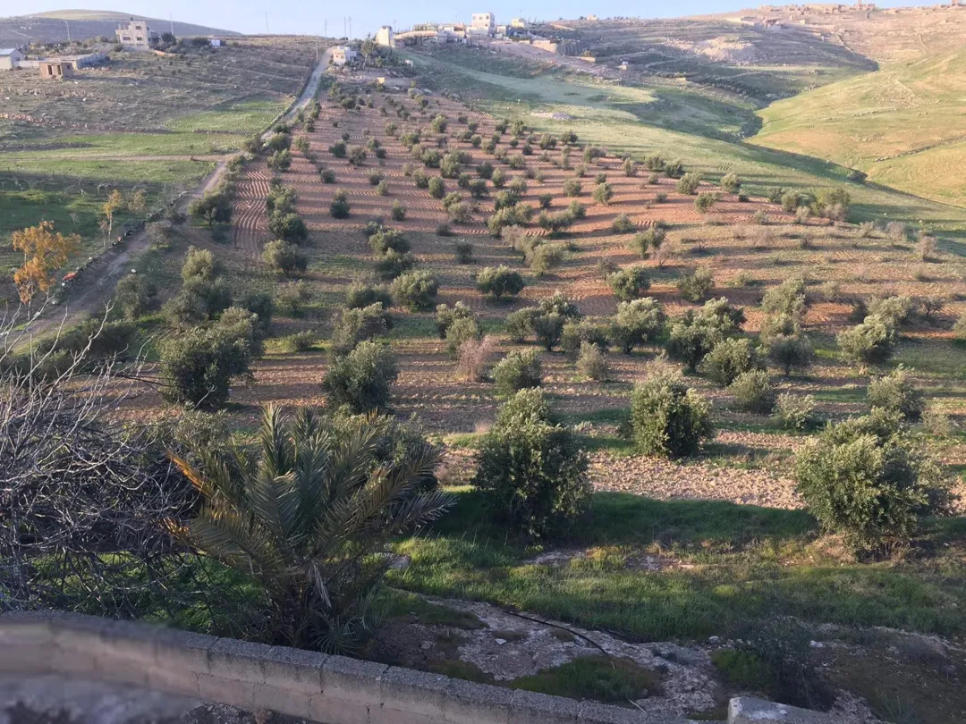 مزرعة مشجرة للبيع في غريسا، الزرقاء