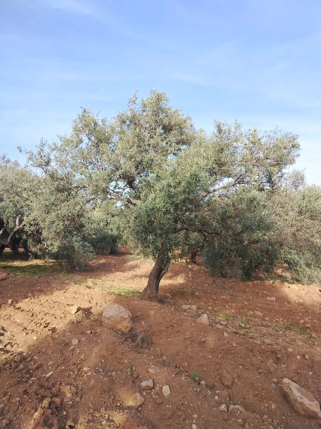 مزرعة زيتون للبيع في كفر هودا بالقرب من شارع الستين