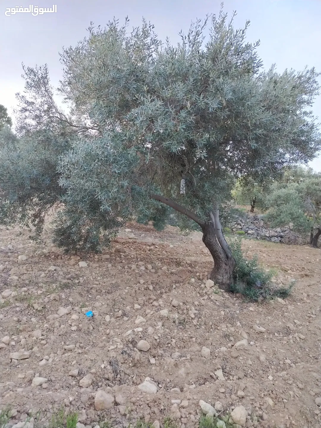 مزرعة زيتون للبيع في كفر هودا بالقرب من شارع الستين