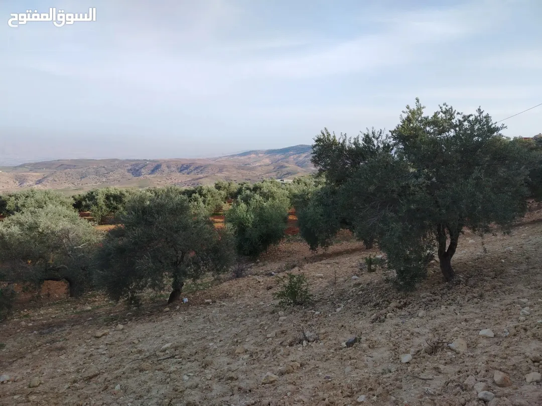 مزرعة زيتون للبيع في كفر هودا بالقرب من شارع الستين