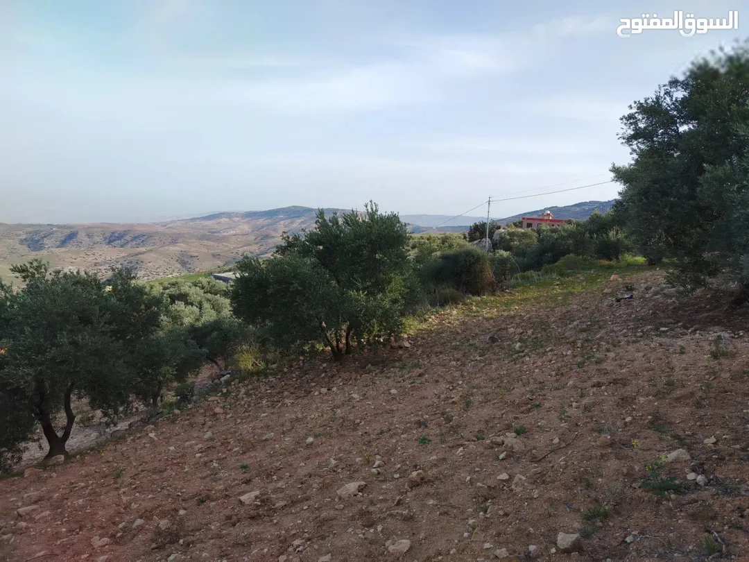 مزرعة زيتون للبيع في كفر هودا بالقرب من شارع الستين
