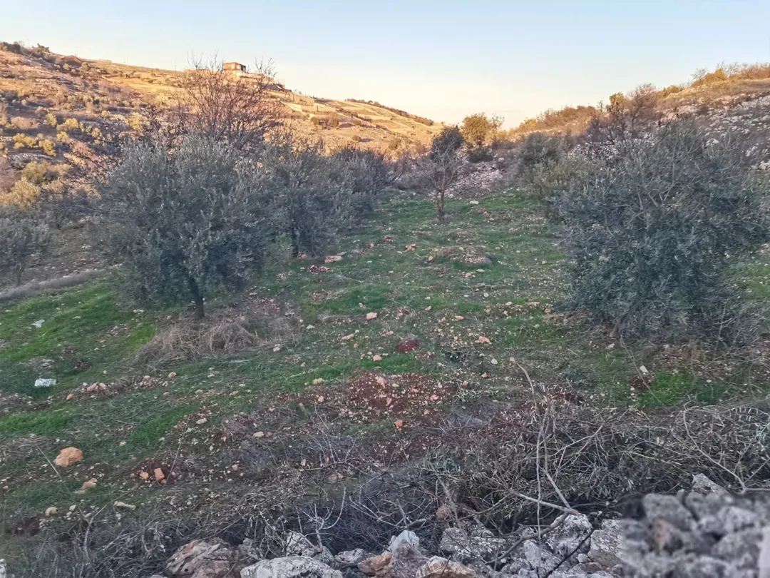 أرض زراعية مميزة للغاية للبيع في صخرة – عجلون
