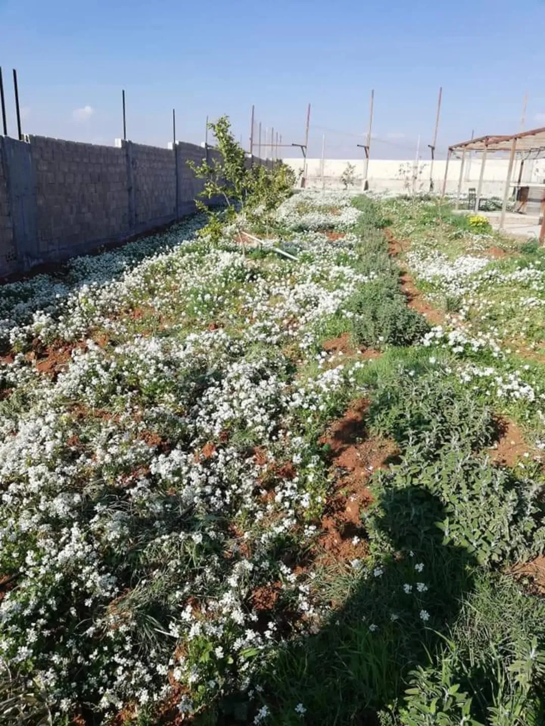 مزرعة للبيع منطقة / مزرعة تميرة