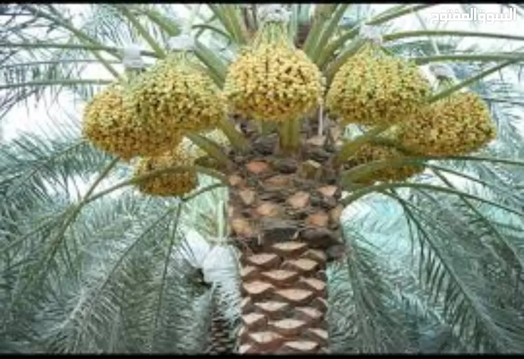 مزرعة نخيل ملوكية الغور