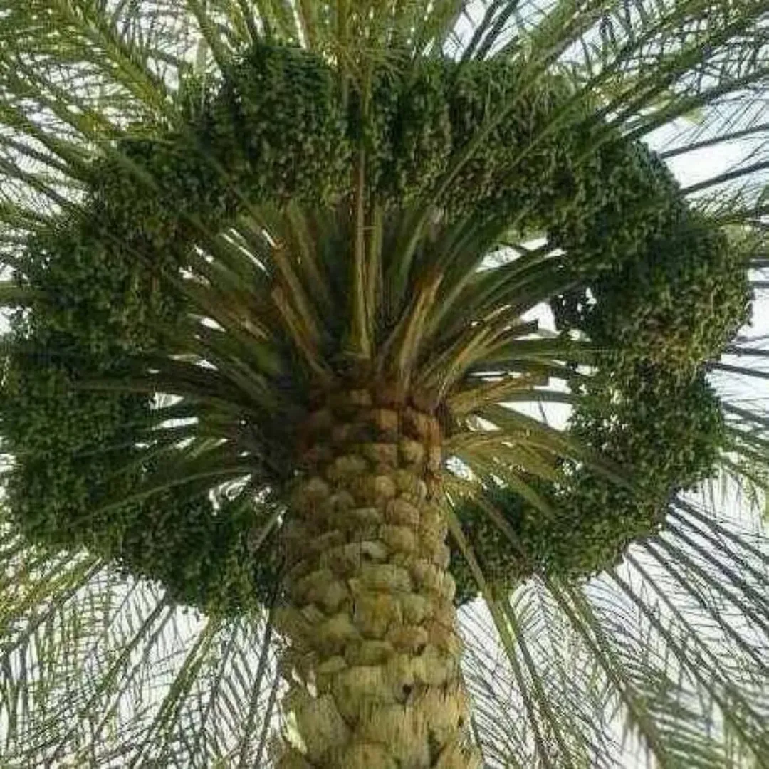 مزرعة نخيل ملوكية الغور