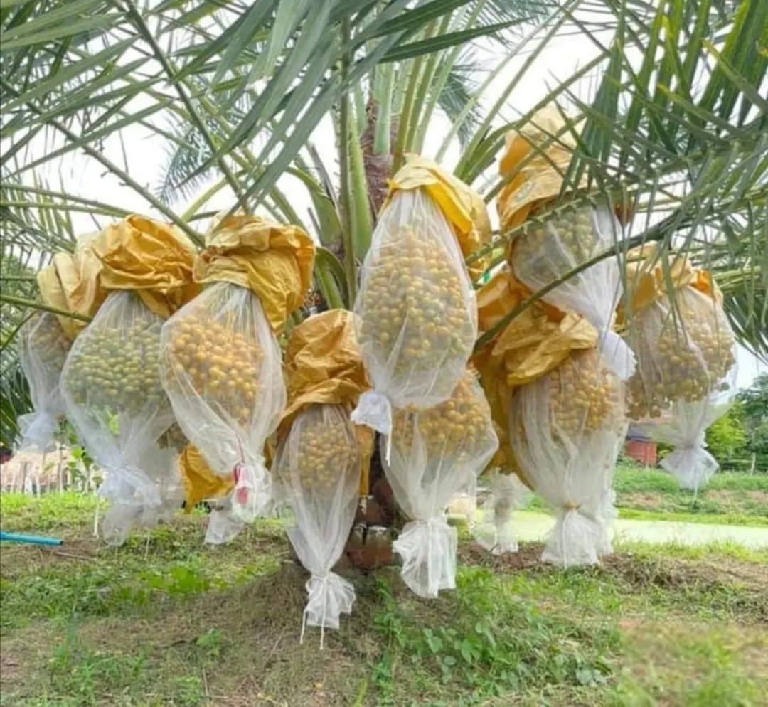 مزرعة نخيل ملوكية الغور