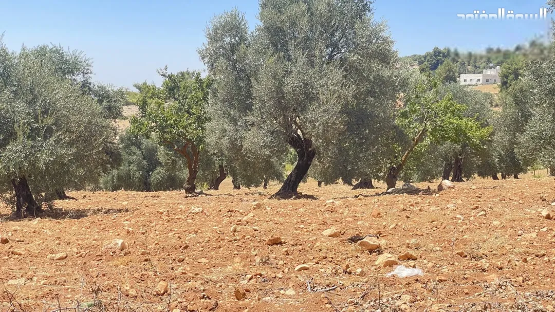 أرض للبيع في عجلون – عنجرة بمساحة 10 دونم وإطلالة مميزة