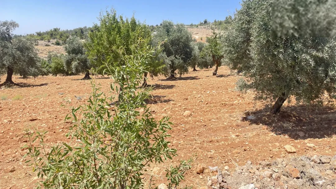 أرض للبيع في عجلون – عنجرة بمساحة 10 دونم وإطلالة مميزة