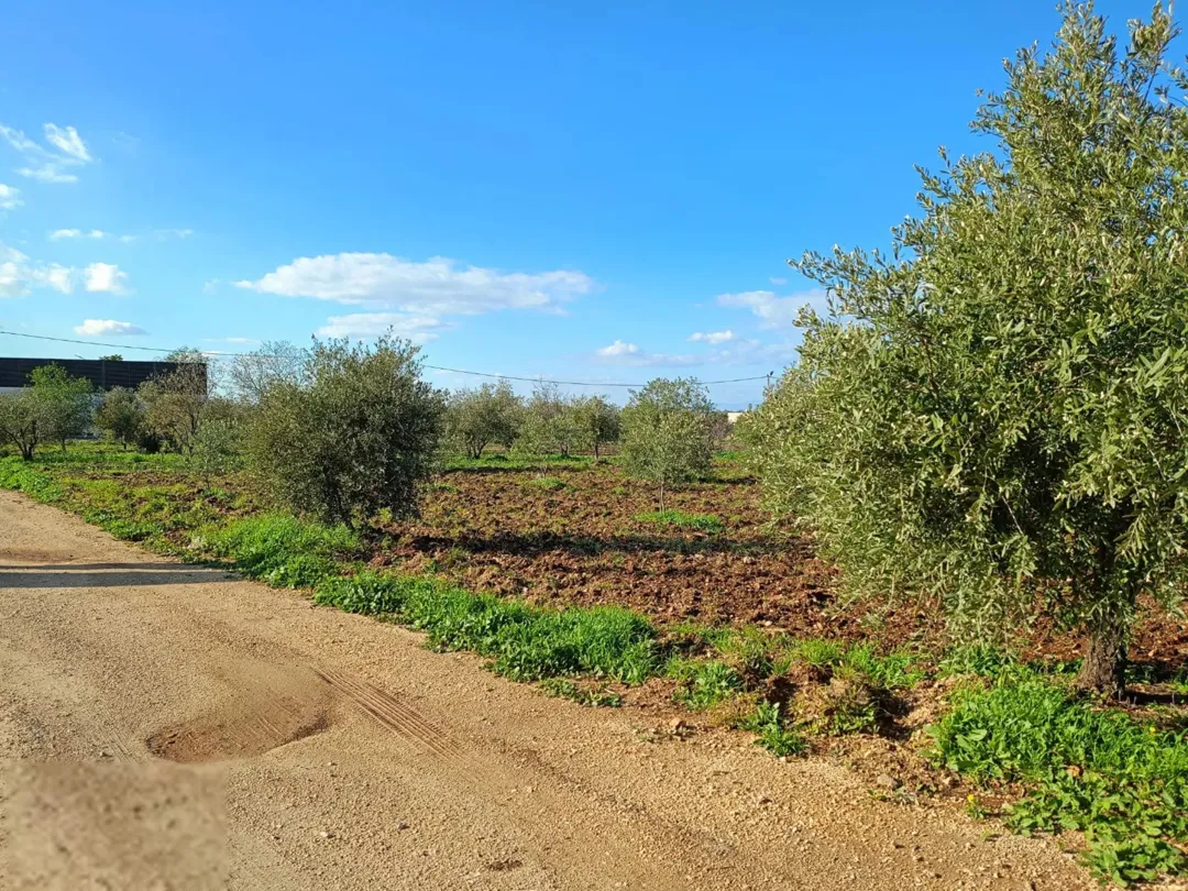 قطعة أرض سكنية للبيع في حوفا الوسطية – إربد