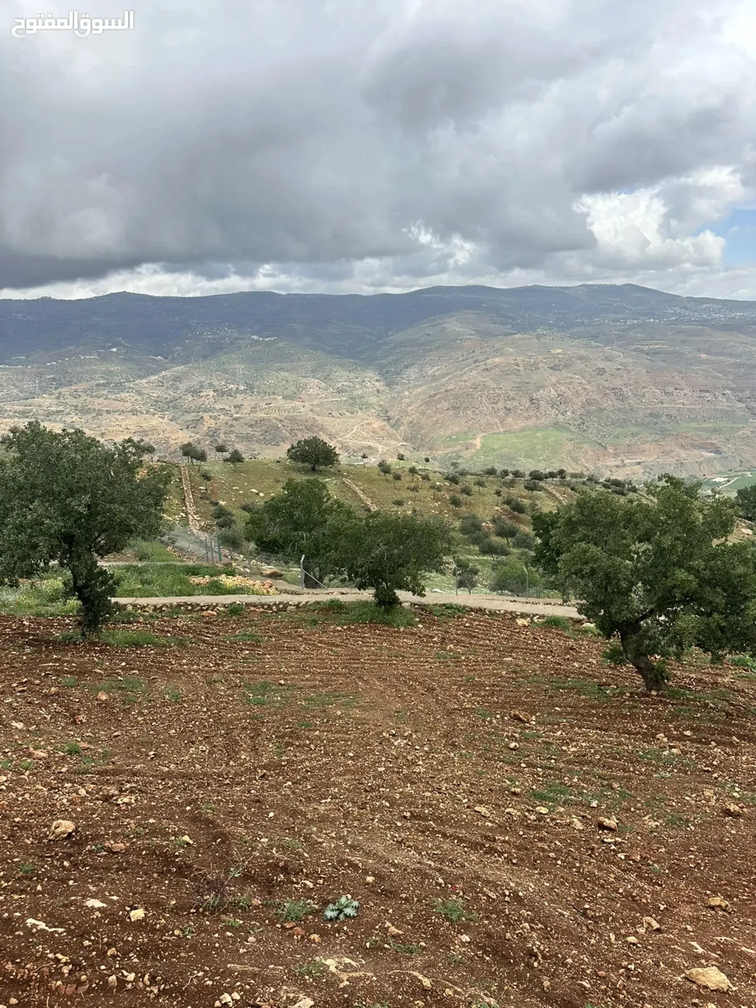مزرعة الصبيحي النموذجية للبيع