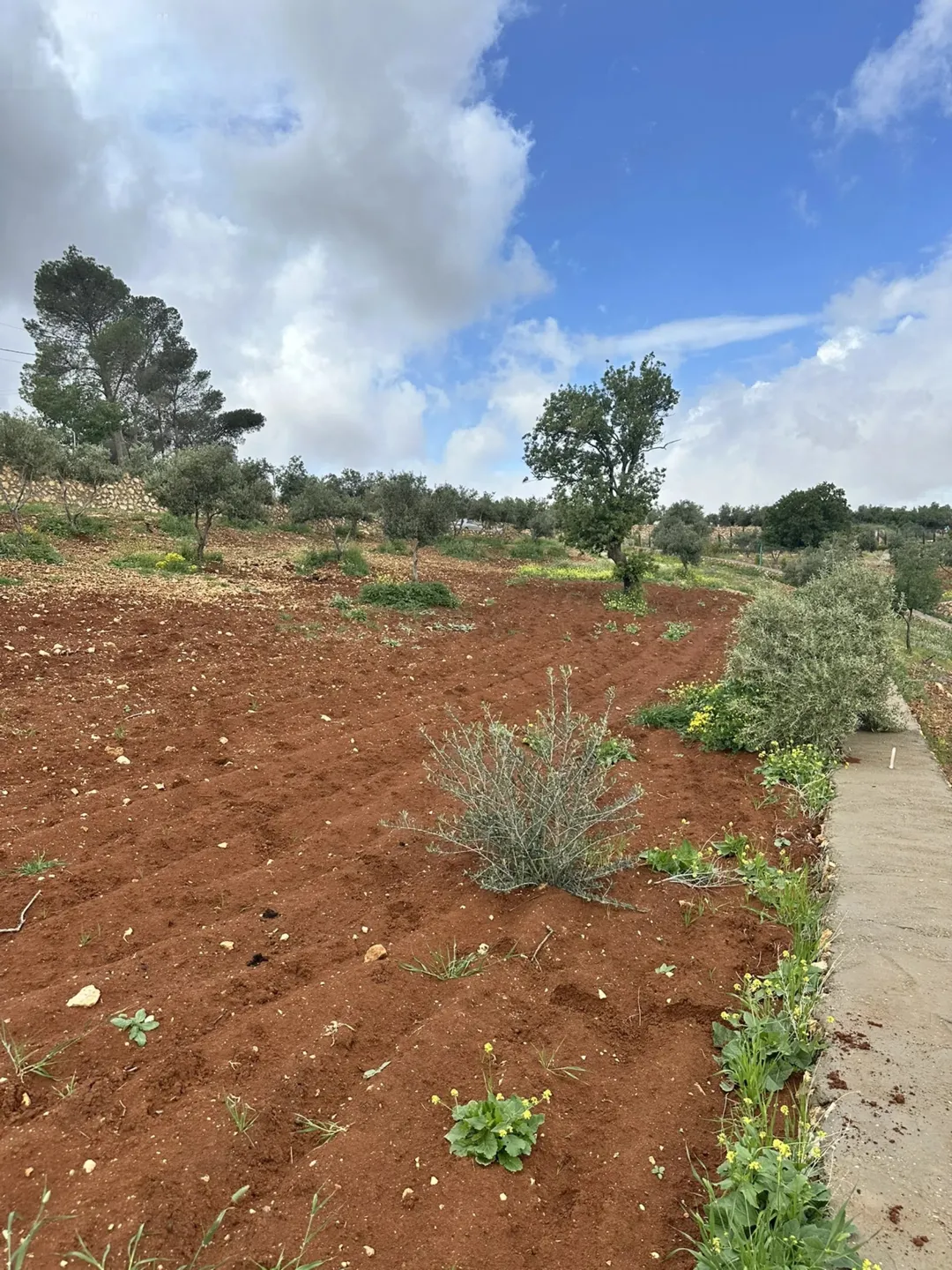 مزرعة الصبيحي النموذجية للبيع
