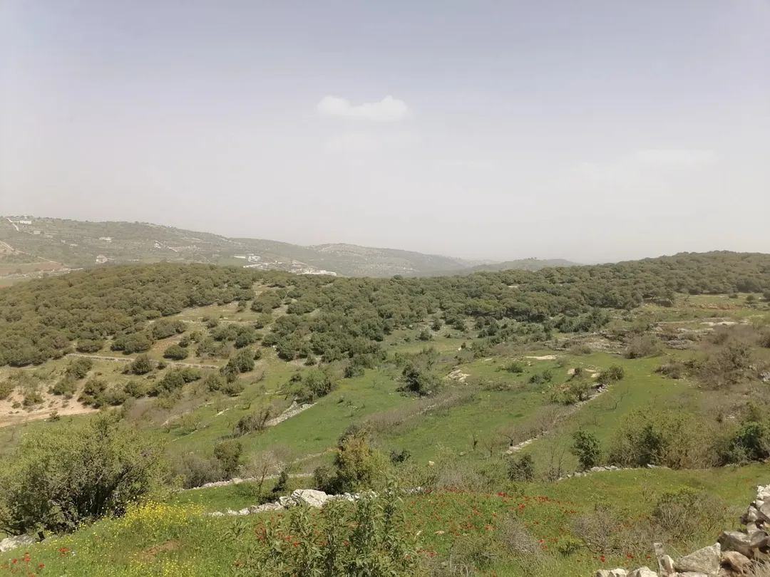 قطعة أرض زراعية مميزة للبيع في عجلون