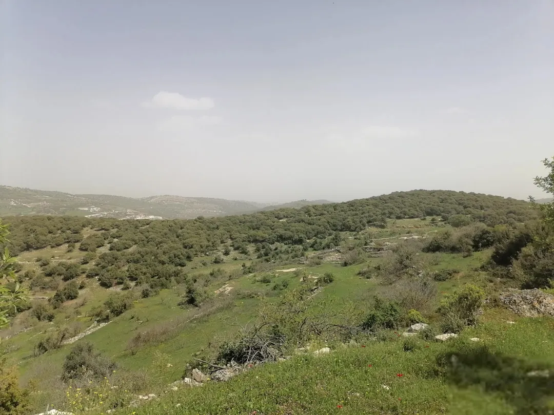 قطعة أرض زراعية مميزة للبيع في عجلون