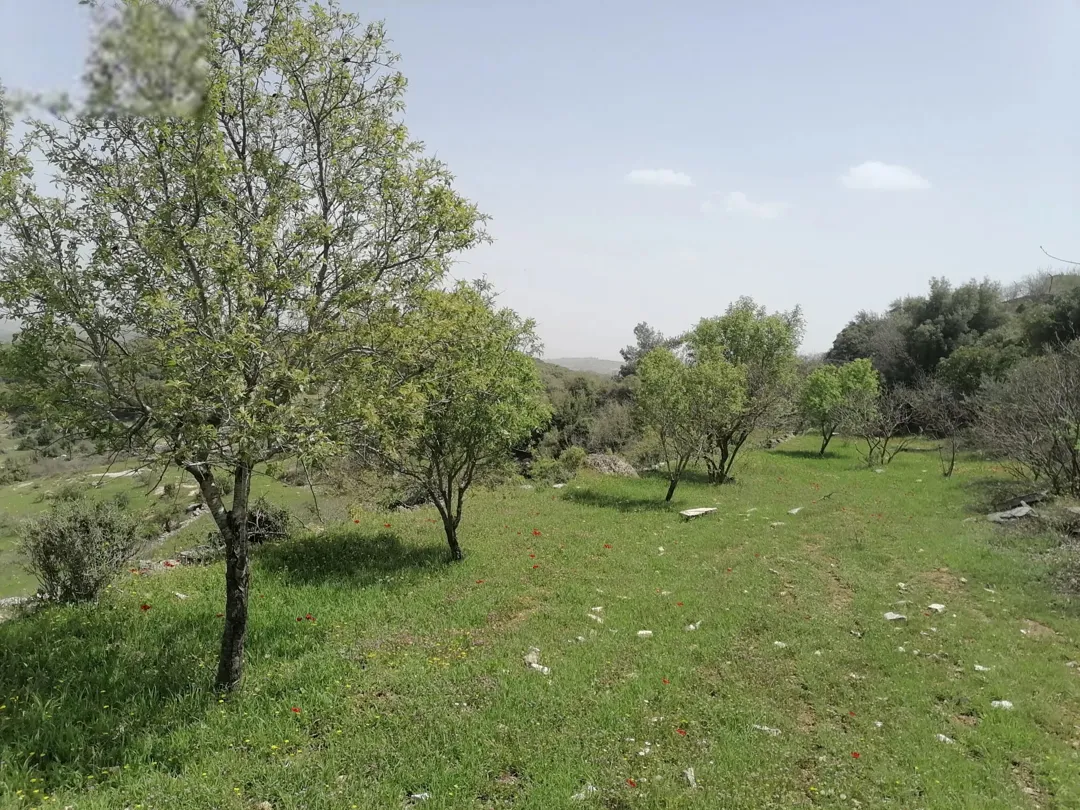 قطعة أرض زراعية مميزة للبيع في عجلون