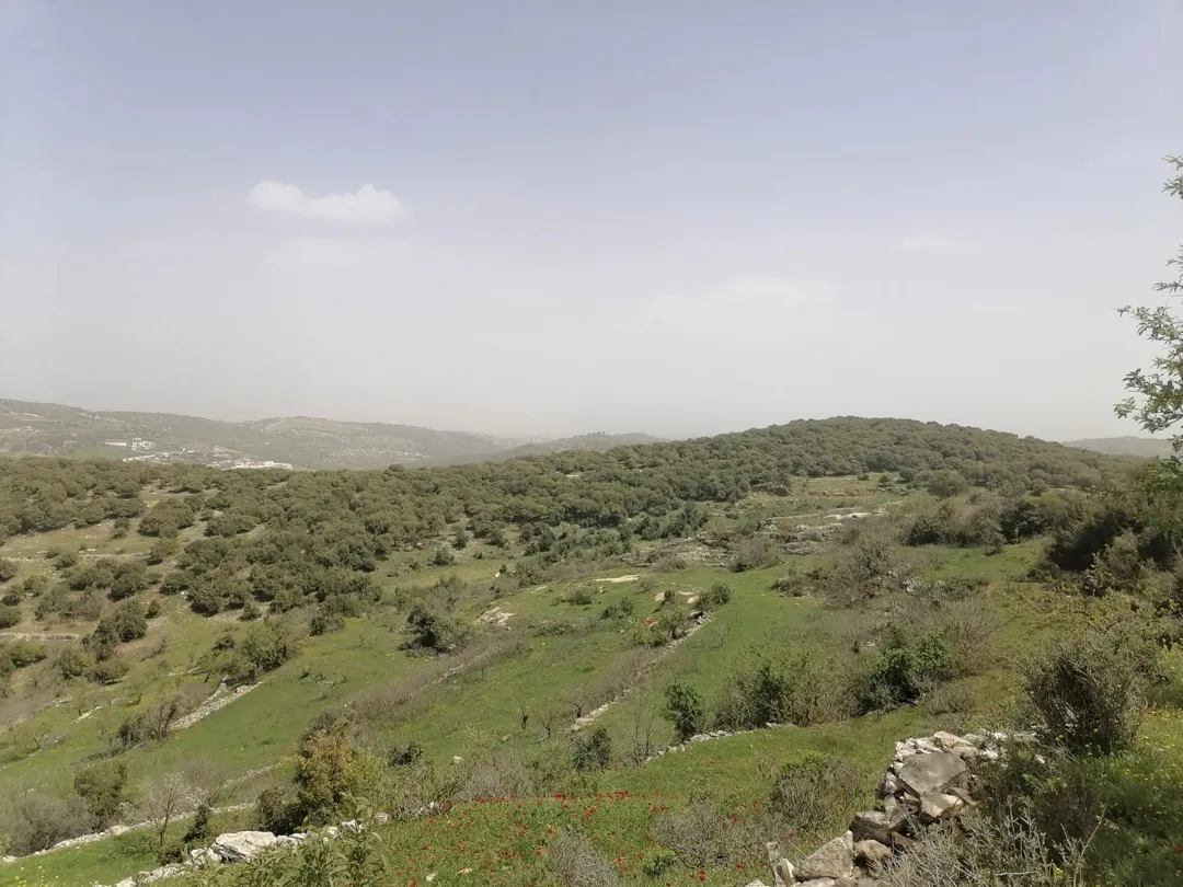 قطعة أرض زراعية مميزة للبيع في عجلون
