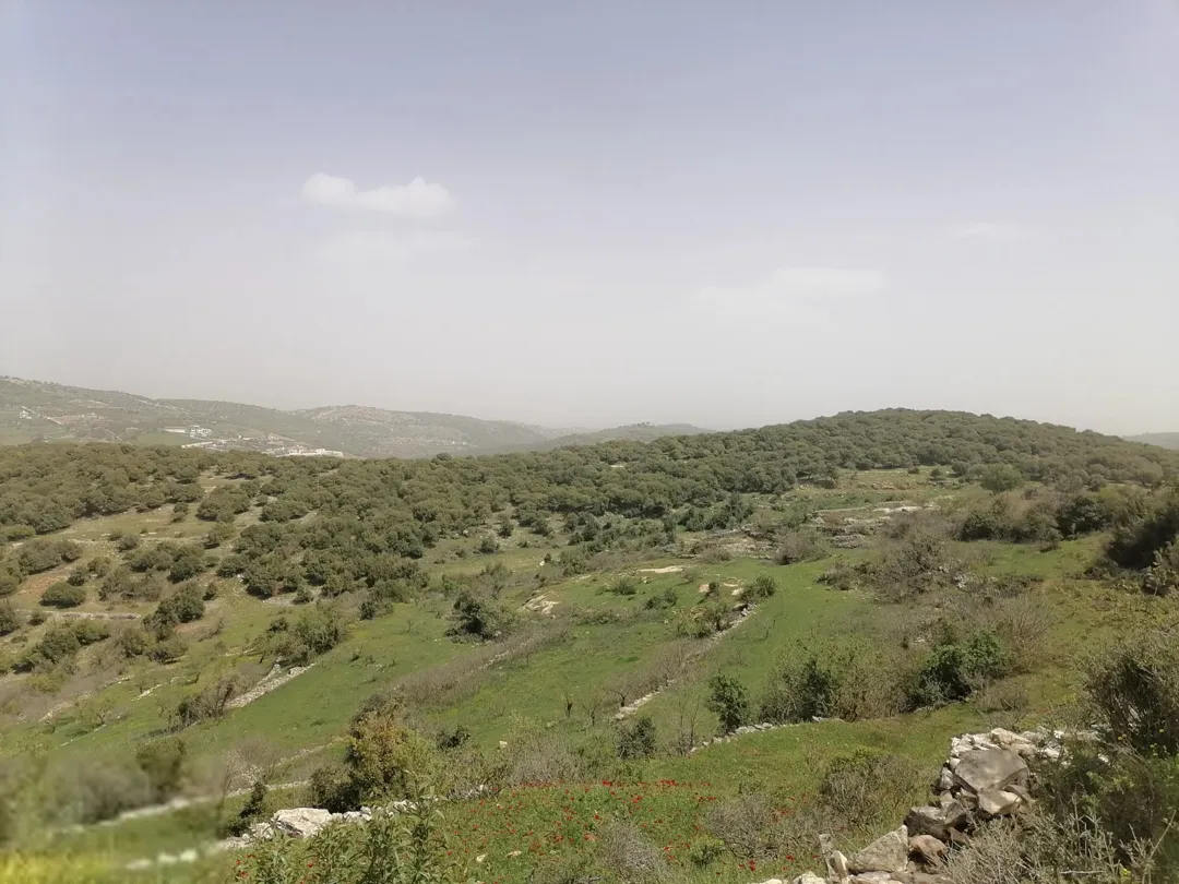 قطعة أرض زراعية مميزة للبيع في عجلون