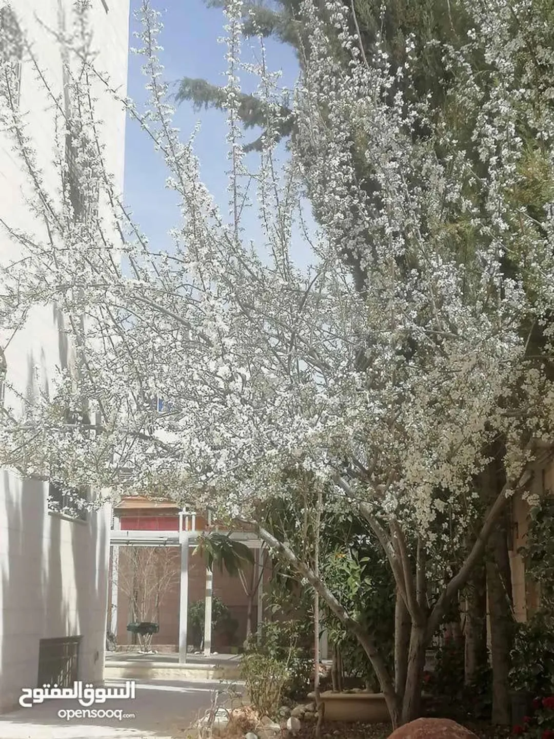 فيلا مستقلة للبيع بسعر مغري مباشرة