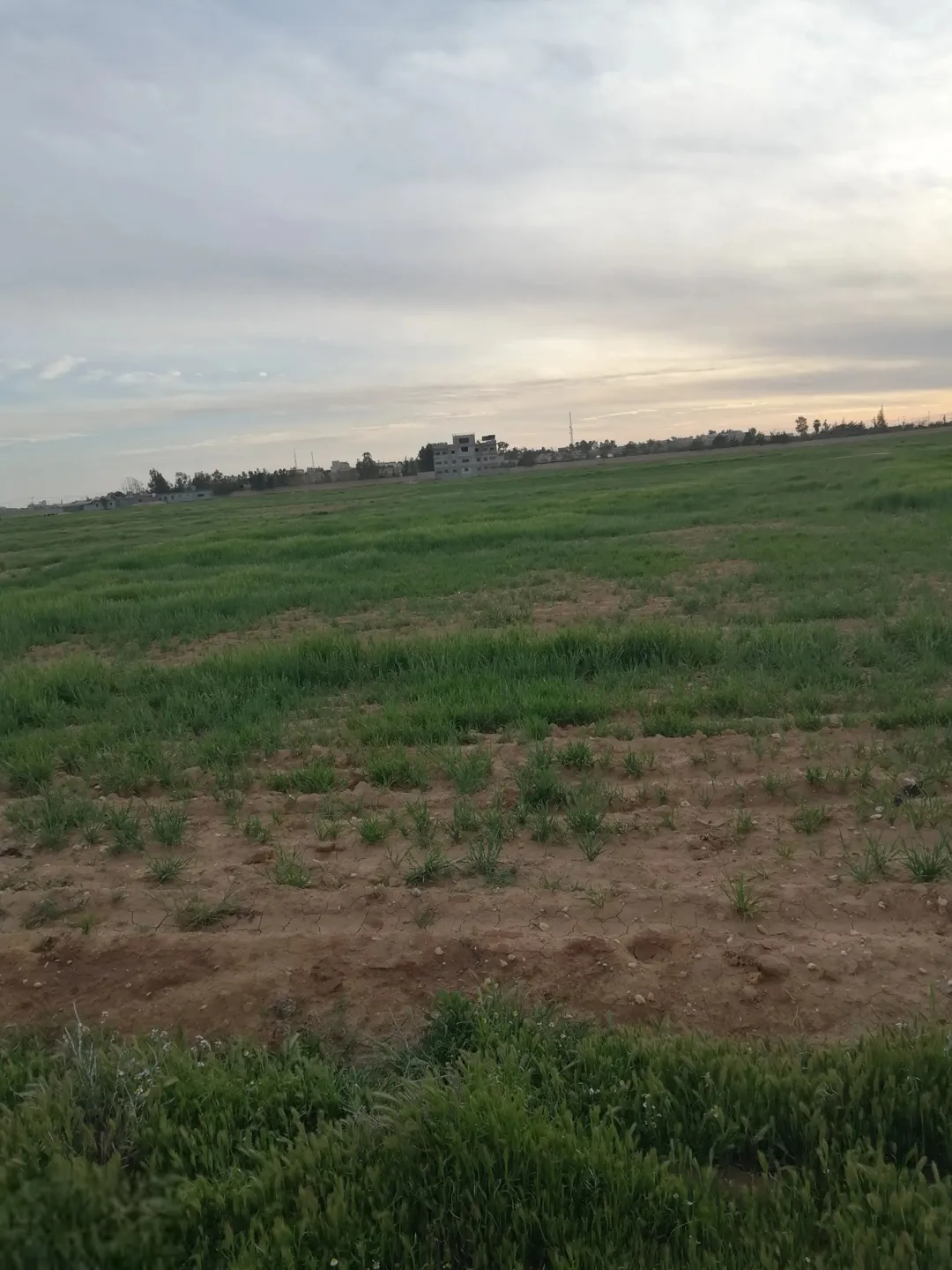 3 قطع أراضي في عرابة حوض العلم من أراضي الثغرة