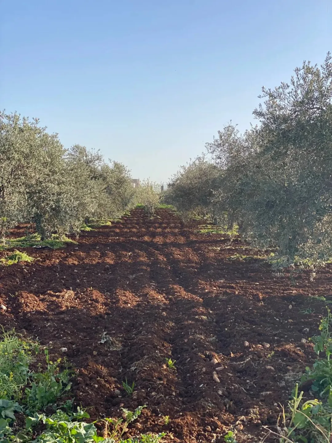 أرض زراعية خلابة للبيع في حور – إربد