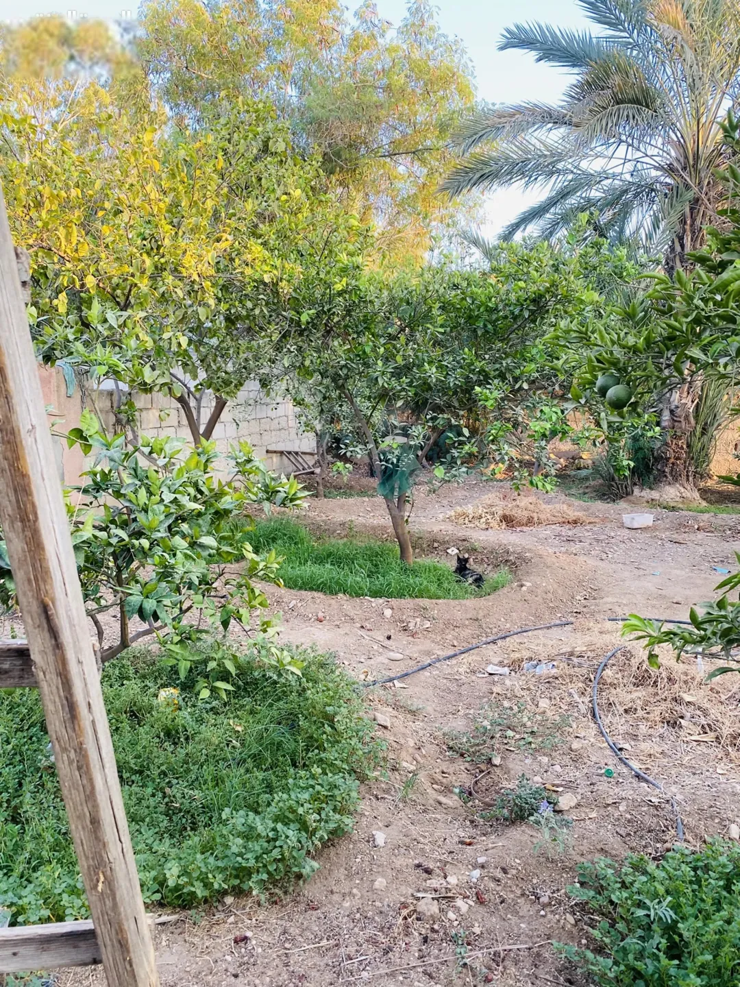 منزل مع حديقة للبيع في اهدى وارقى مناطق العارضه
