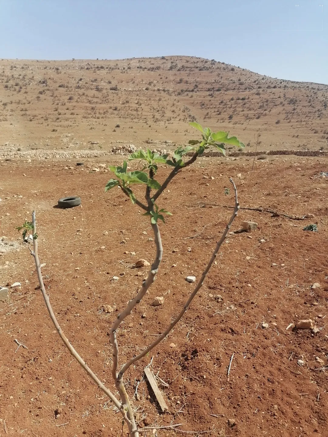 3400متر شرق جرش مع بيت عظم