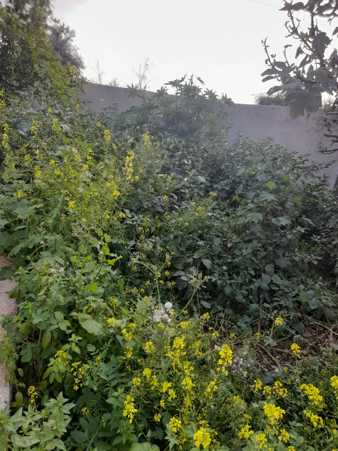قطعة أرض زراعية مثالية على قناة المي