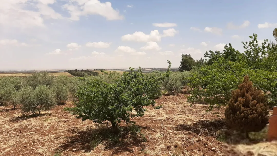 أرض زراعية مميزة للبيع في حسبان – عمان