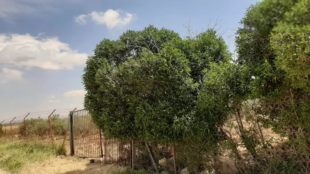 أرض زراعية مميزة للبيع في حسبان – عمان