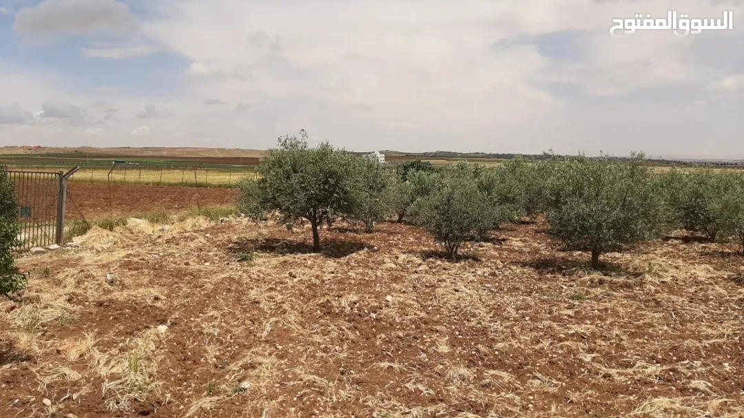 أرض زراعية مميزة للبيع في حسبان – عمان