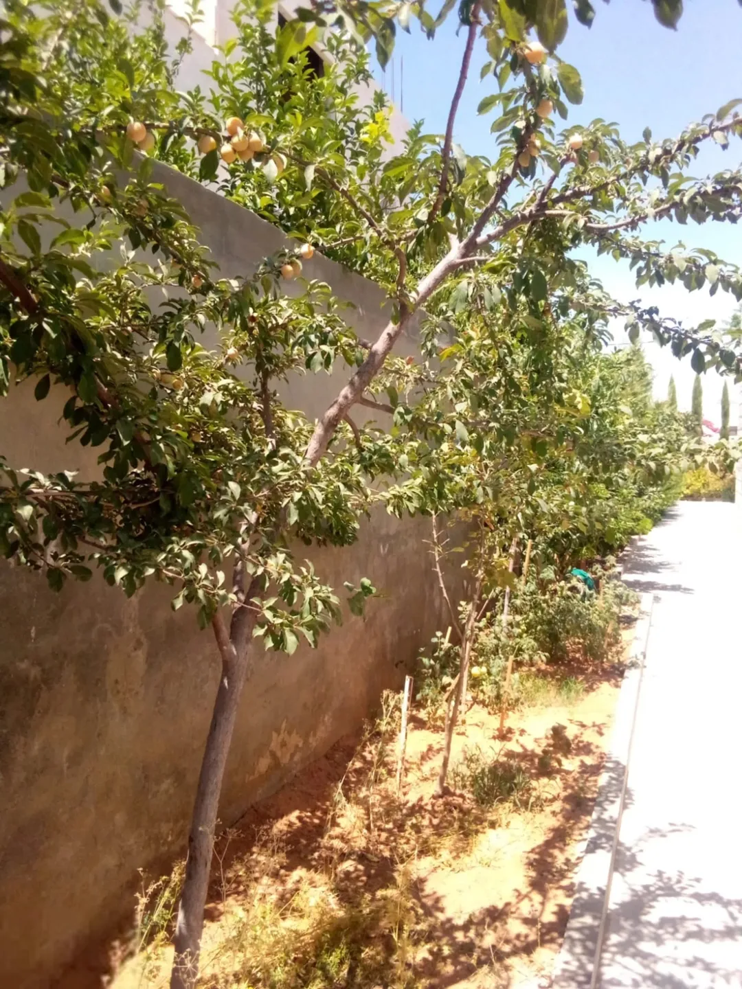 فيلا فاخرة في العبدلية مساحات واسعة وكراج متعدد السيارات