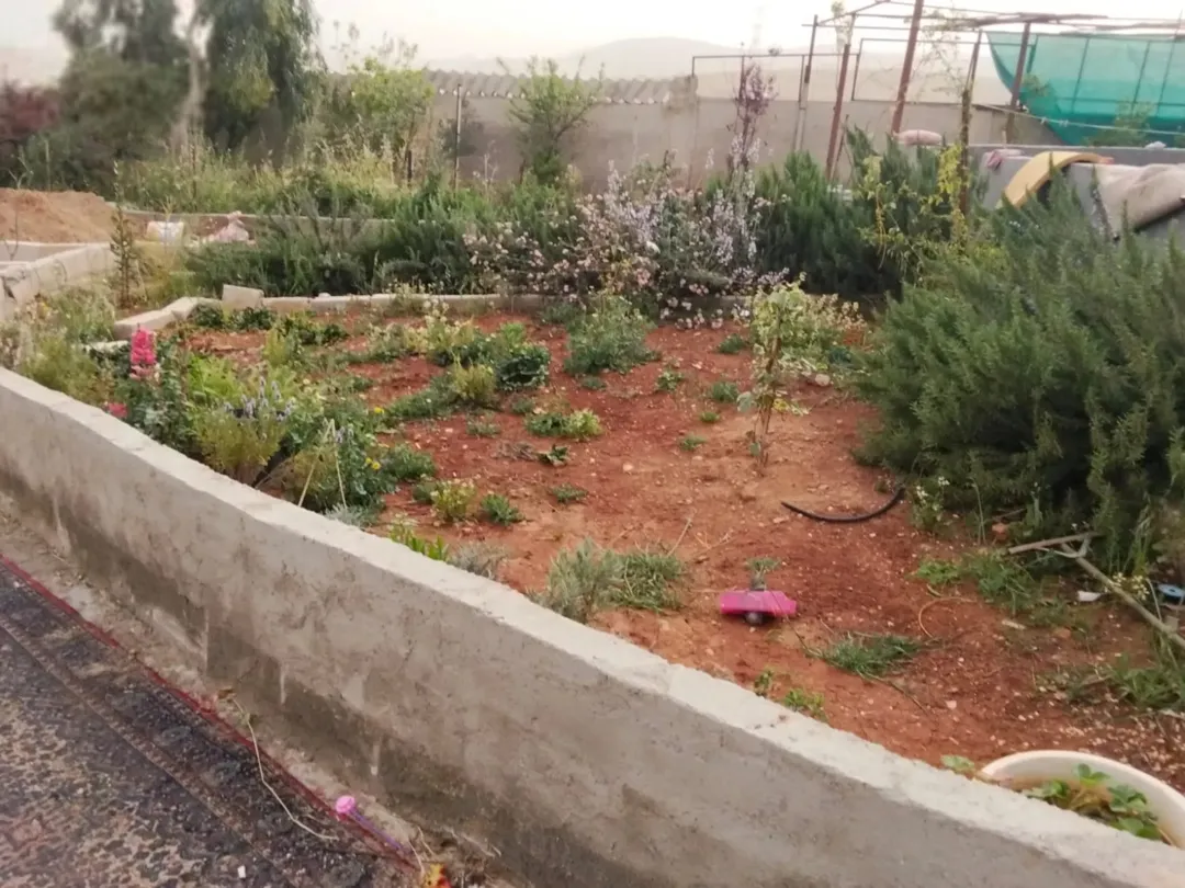 قطعة أرض خصبة في المغيرات منزل طابق واحد مع أشجار مثمرة للبيع