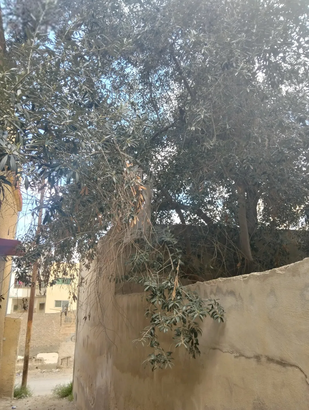 بناية سكنية ثلاث طوابق مع مخزنين للبيع الزرقاء حي الأمير محمد بالقرب من الشارع الرئيسي