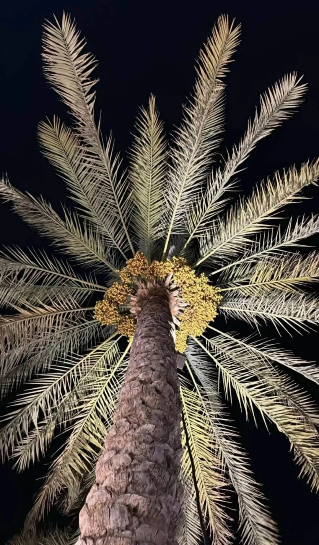 مزرعة نخيل ملكية من أروع مزارع الغور والكرامة – فرصة استثمارية بإنتاج 45 طناً سنوياً