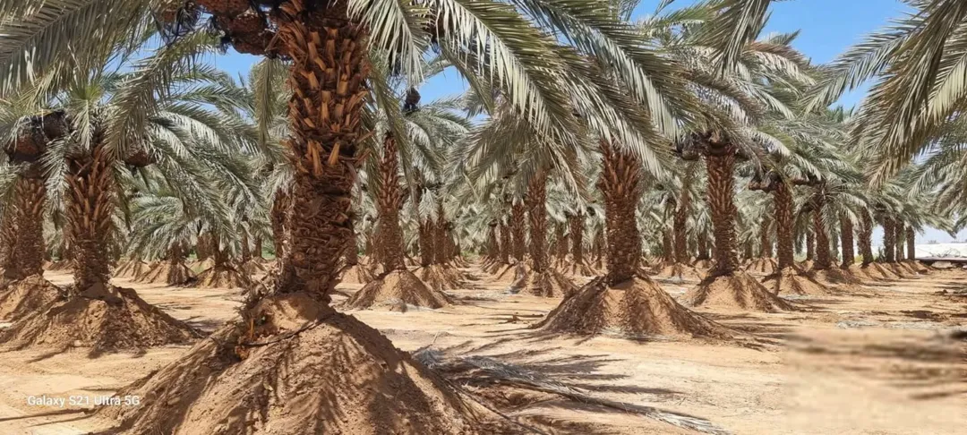 مزرعة نخيل ملكية من أروع مزارع الغور والكرامة – فرصة استثمارية بإنتاج 45 طناً سنوياً