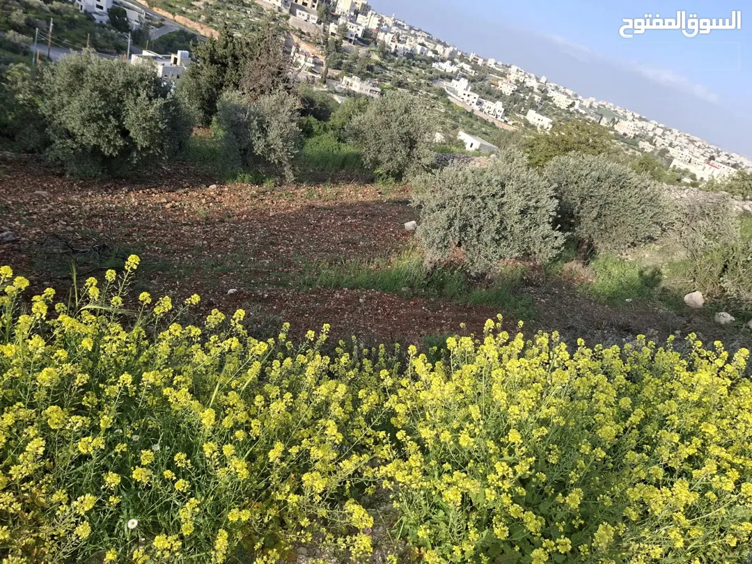 ارض للبيع في السلط سوادا الشمالي