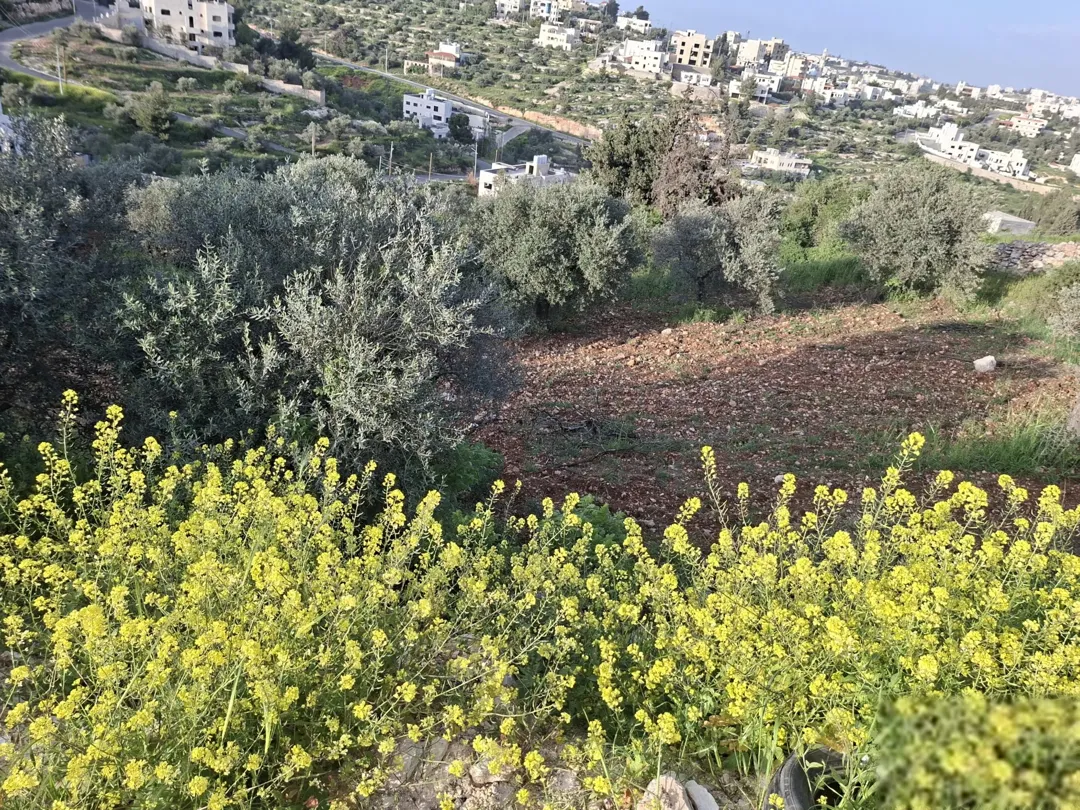 ارض للبيع في السلط سوادا الشمالي