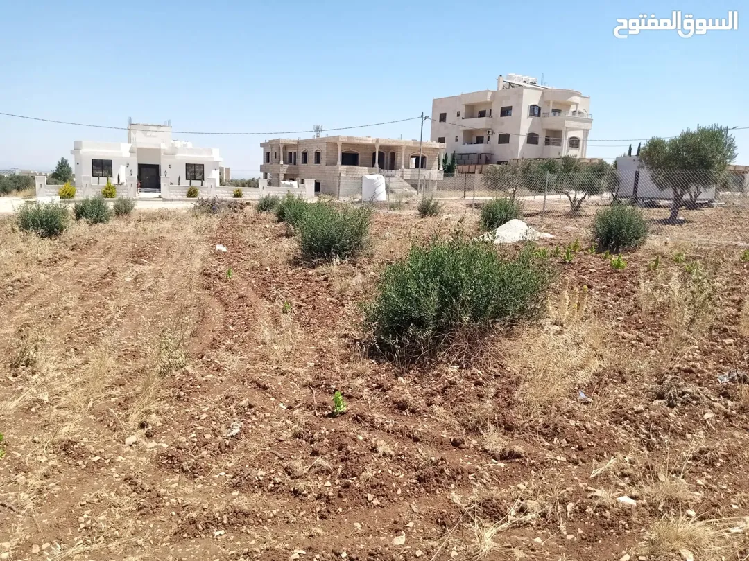 أرض مزروعة بالزيتون للبيع في المغير – محافظة إربد