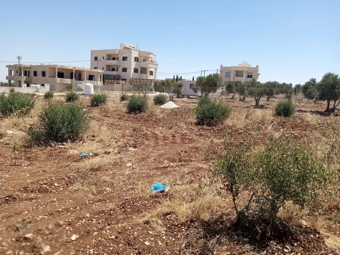 أرض مزروعة بالزيتون للبيع في المغير – محافظة إربد