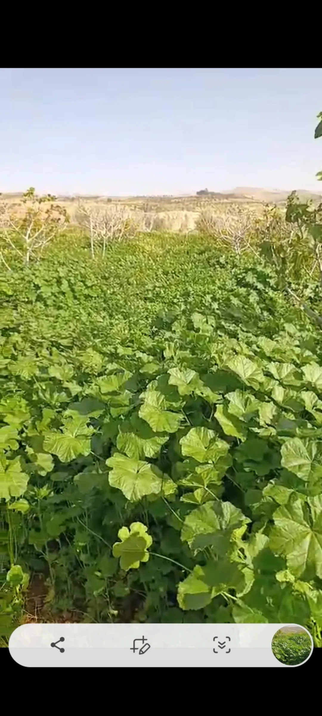 مزرعه للبيع