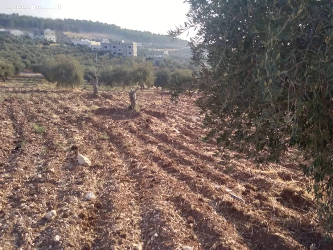 أراضي مميزة للبيع في محافظة جرش بمواقع استراتيجية وإطلالات ساحرة