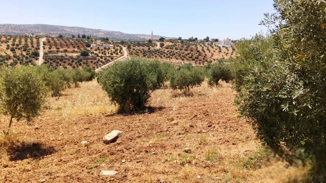 أرض زراعية للبيع في بيوضة – السلط