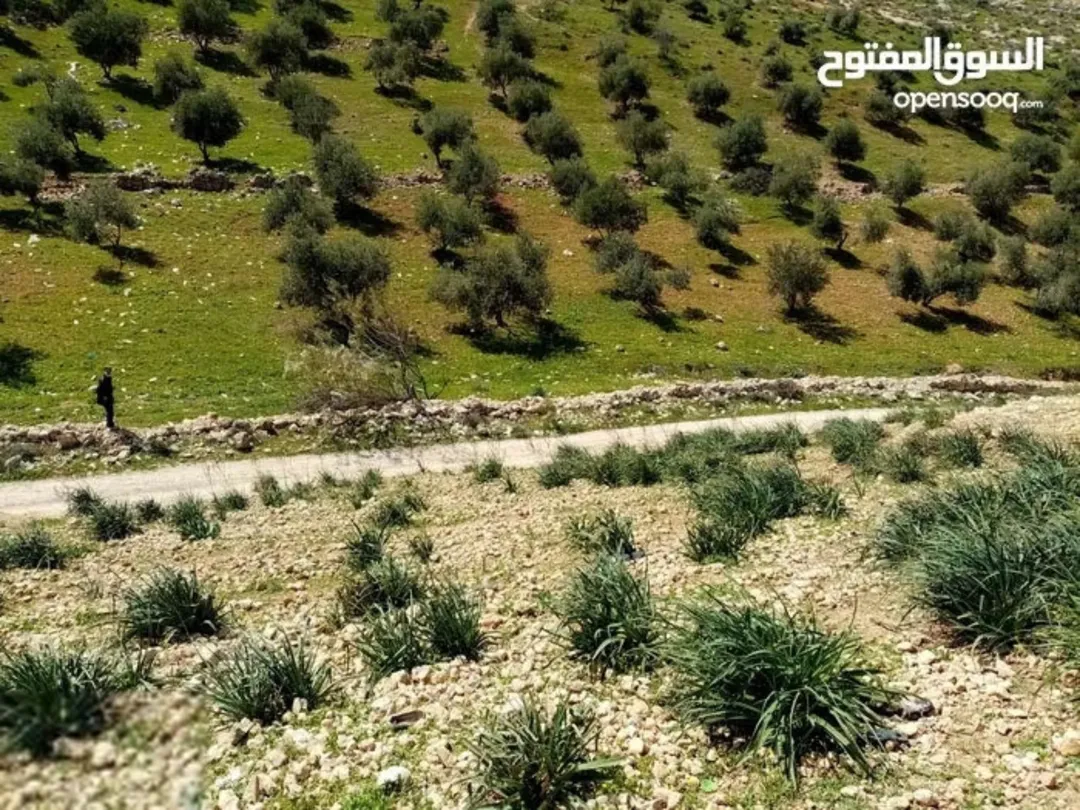 أرض سكنية للبيع في مرصع بموقع استراتيجي على حدود عمان