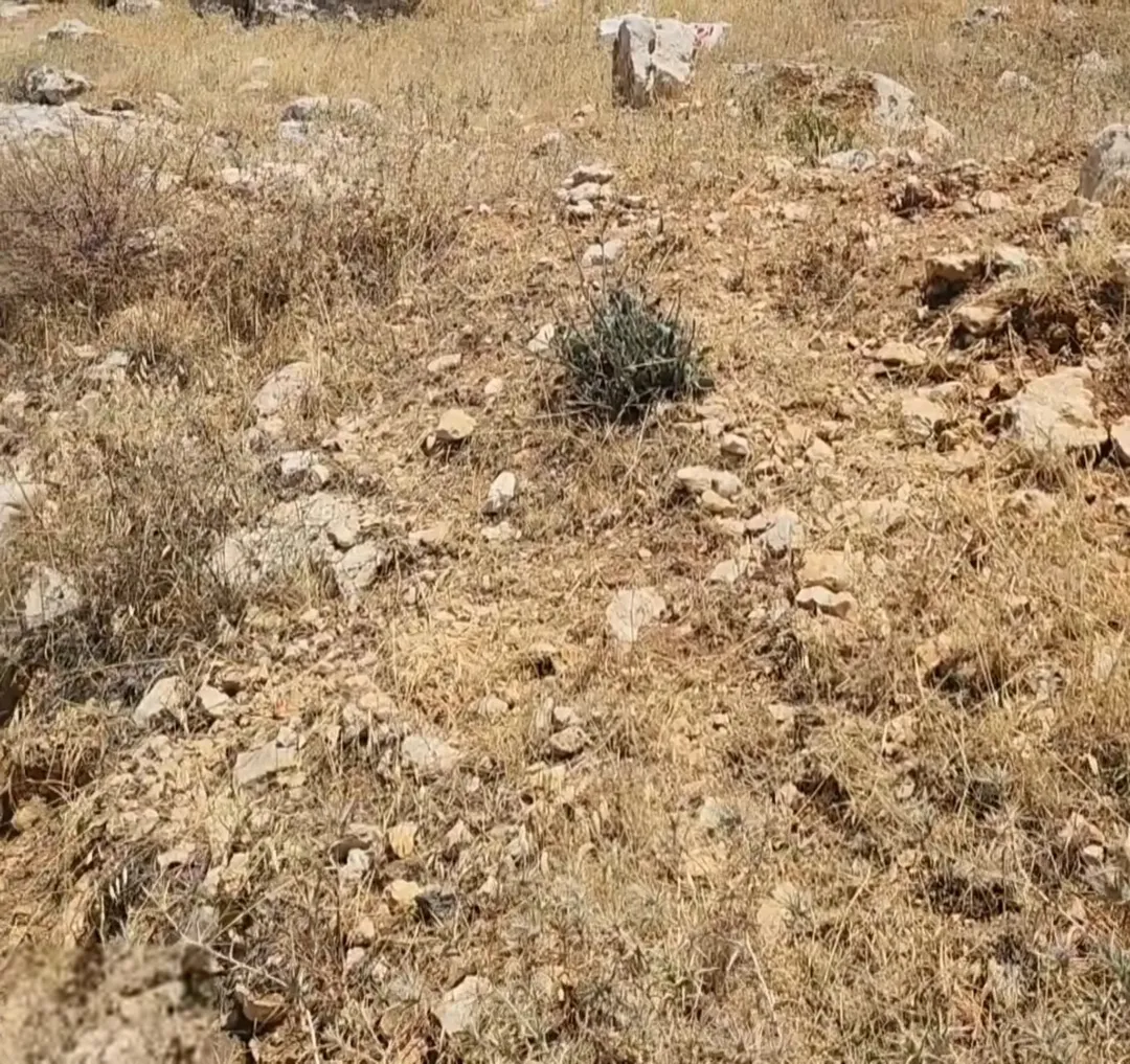 قطعة أرض مميزة للبيع في نقب الدبور قوشان السلط